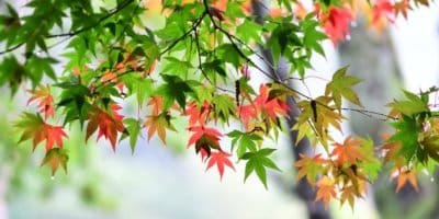 Weidemyopathie door esdoorns