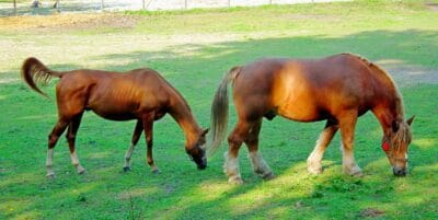 Beoordeel gewicht paard Body Condition Score