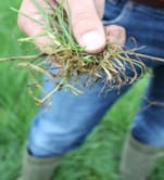 Ruwbeemd in je paardenweide